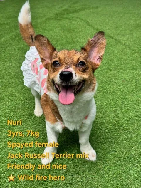 A young small-sized female Pembroke Welsh Corgi dog named Nuri for adoption in Agoura Hills, CA