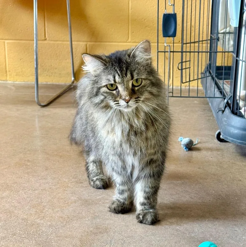 A young medium-sized female Domestic Medium Hair cat named Pollyslog for adoption in Cincinnati, OH