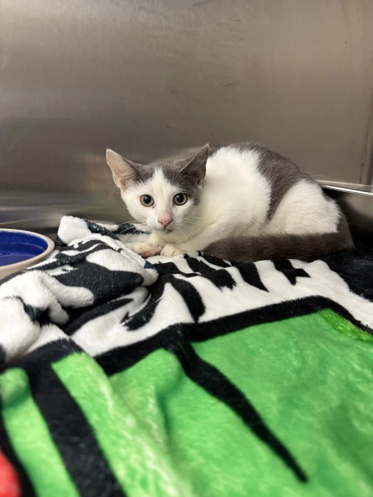A baby medium-sized female Domestic Short Hair cat named Annabelle for adoption in Hartsville, SC