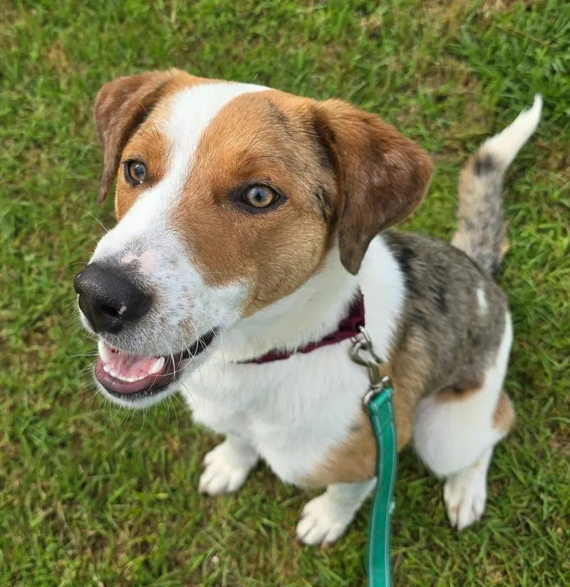 A young large-sized female Catahoula Leopard Dog dog named Eyerene for adoption in Blountville, TN