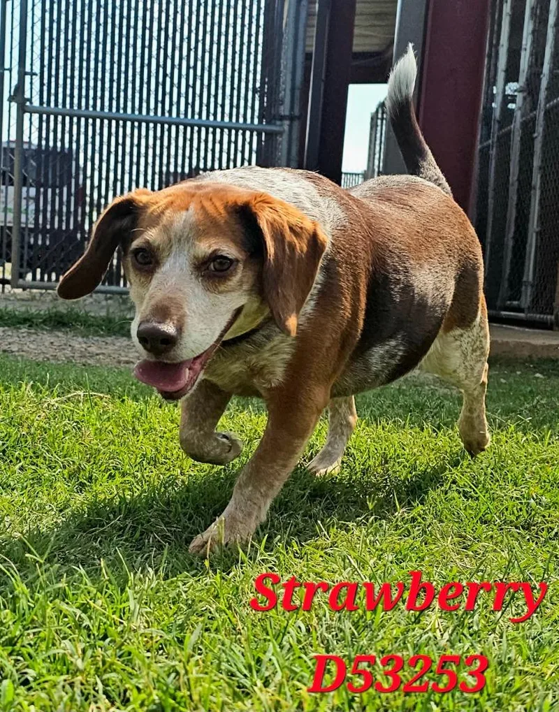 Strawberry thumbnail 2