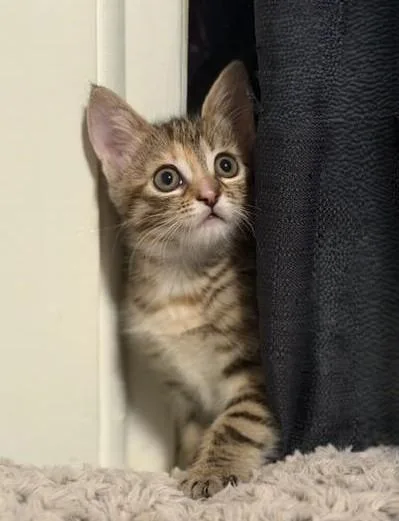 Macaroon thumbnail 2