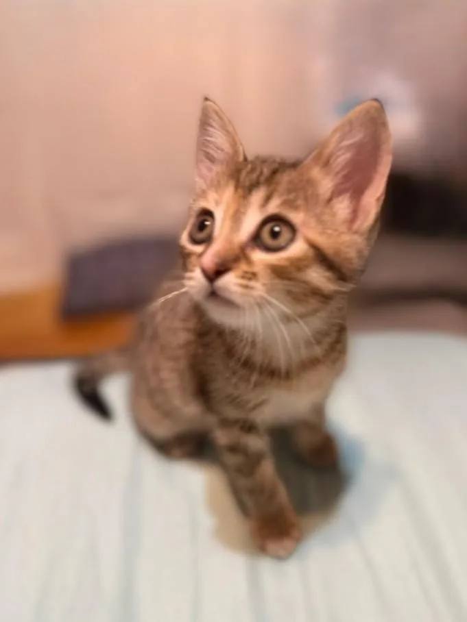 Macaroon thumbnail 3