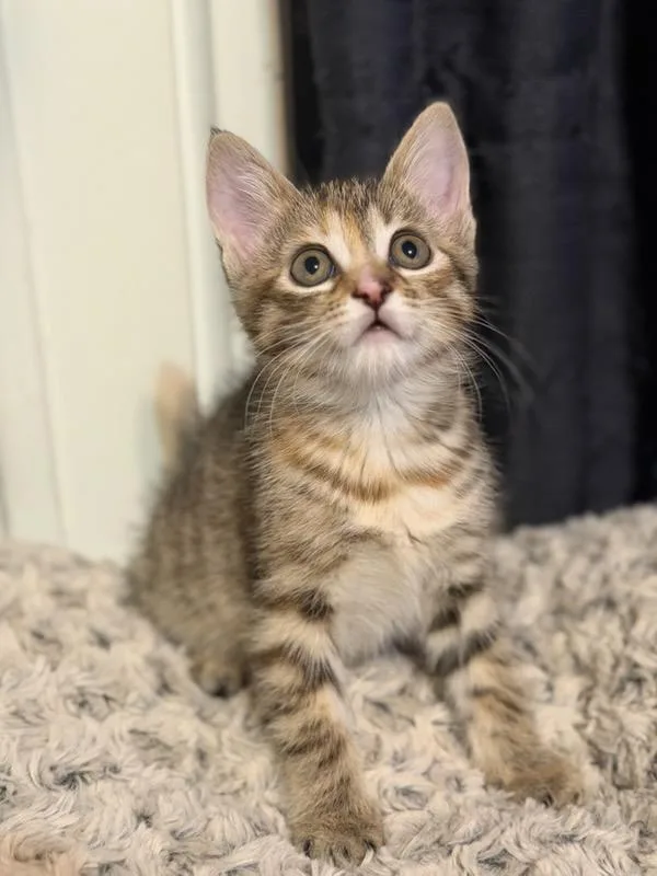 Macaroon thumbnail 4