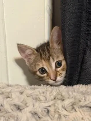 Macaroon thumbnail 5