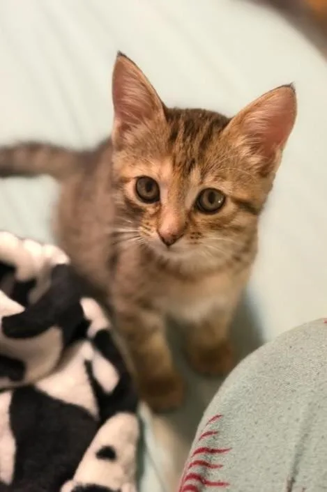 Macaroon thumbnail 6