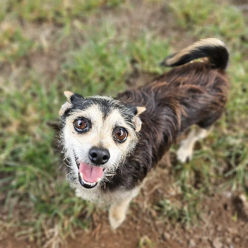 A senior small-sized female Black Chihuahua dog named Dutchess for adoption in Wahiawa, HI