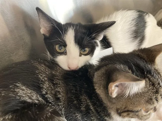 A baby small-sized female Domestic Short Hair cat named Baklava for adoption in Tustin, CA