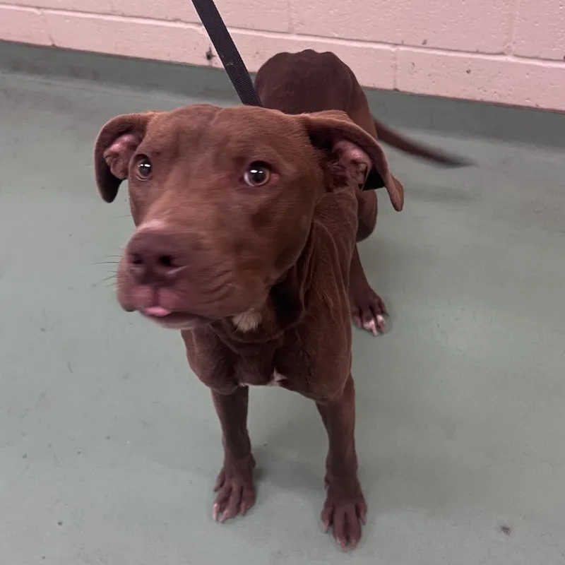 A young medium-sized male Brown / Chocolate Mixed Breed dog named Dean for adoption in Memphis, TN