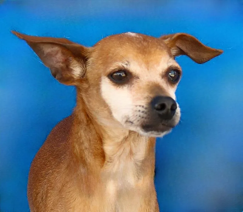An adult small-sized female Chihuahua dog named Amanda for adoption in Pasadena, CA