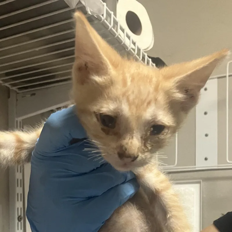 A baby small-sized male Orange / Red Domestic Short Hair cat named Pumpkin for adoption in Yuma, AZ