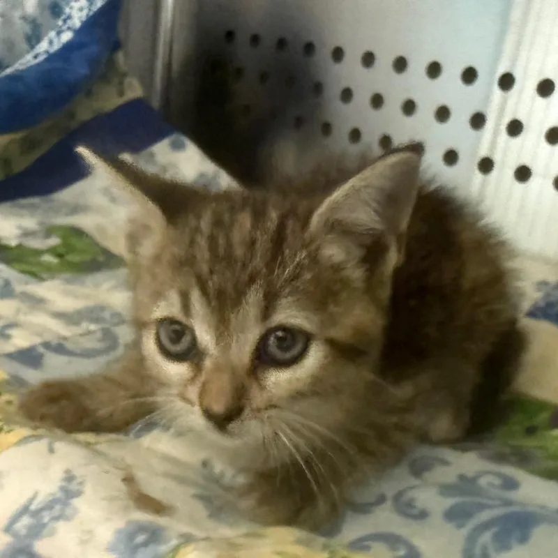 A baby small-sized female Brown / Chocolate Domestic Short Hair cat named Ms. Ribbit for adoption in Norman, OK