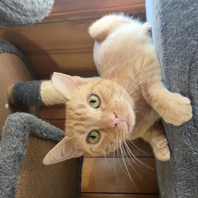 A young large-sized female Tabby cat named Nala for adoption in Lawrenceville, GA