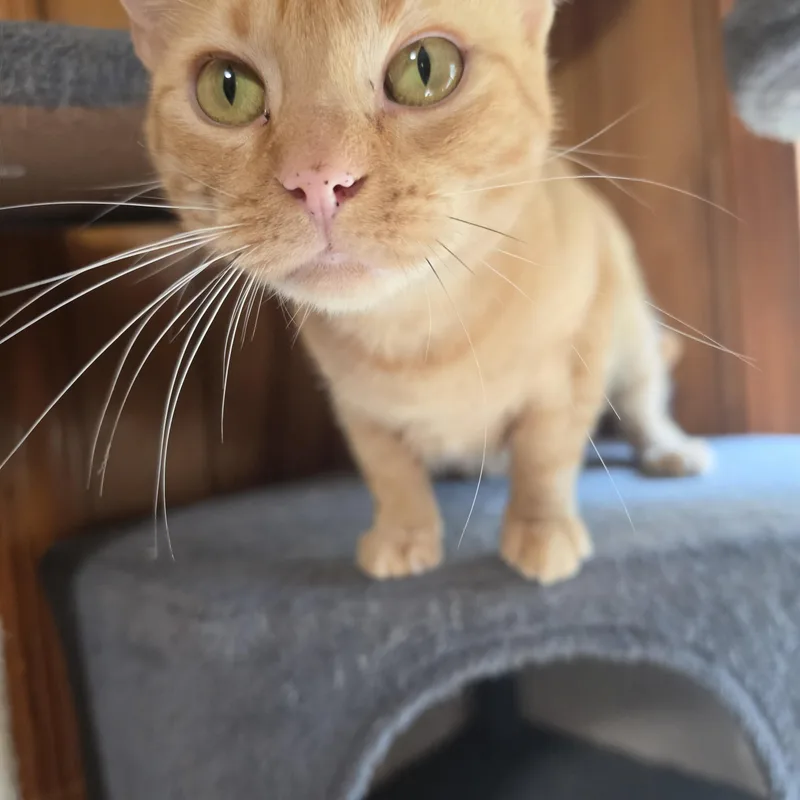 Nala thumbnail 2