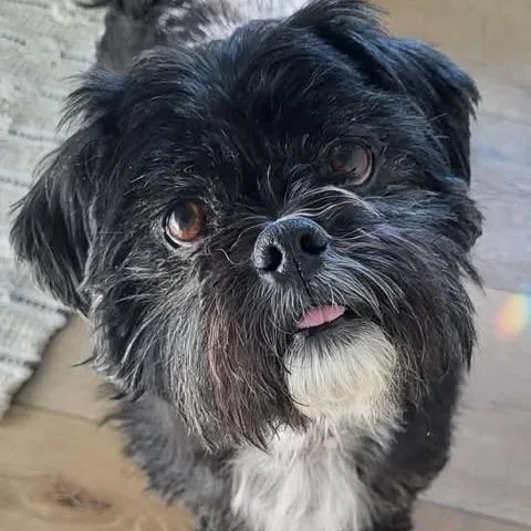 Chewy thumbnail 2