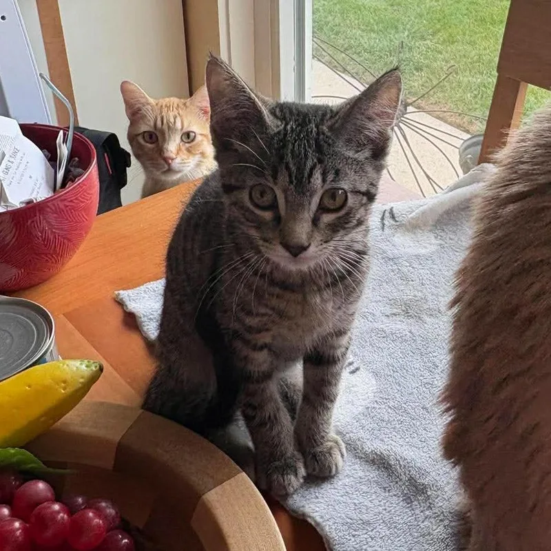 A baby small-sized male Brown / Chocolate Domestic Short Hair cat named Meowington Storesund for adoption in Eagle Mountain, UT