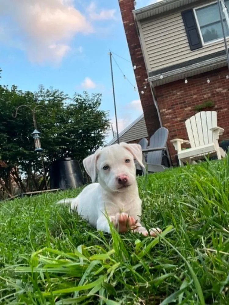 A baby medium-sized male White / Cream Labrador Retriever dog named Comida Blanca : Alfredo for adoption in Aurora, IN