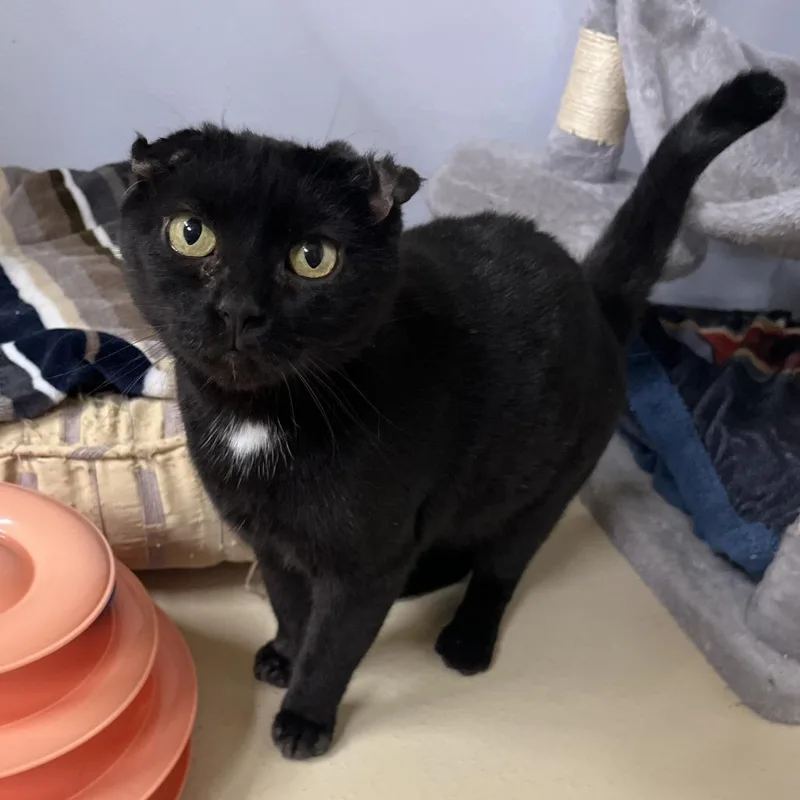 An adult medium-sized female Black Domestic Short Hair cat named Junie for adoption in Novelty, OH