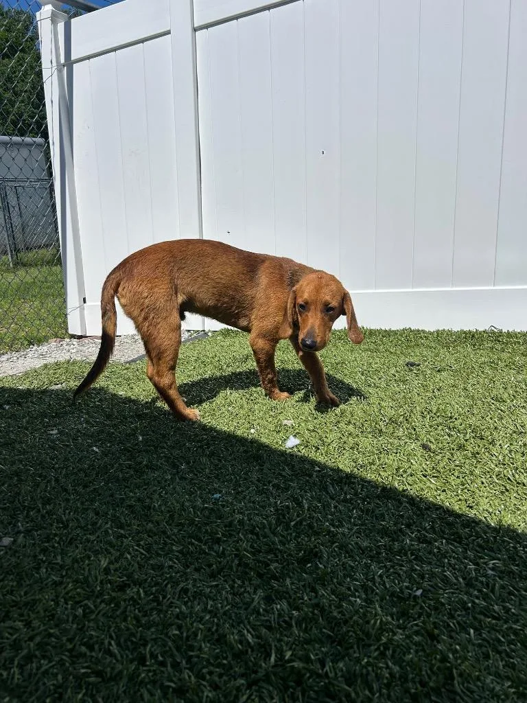 A baby medium-sized male Mixed Breed dog named Posty for adoption in Morgantown, KY