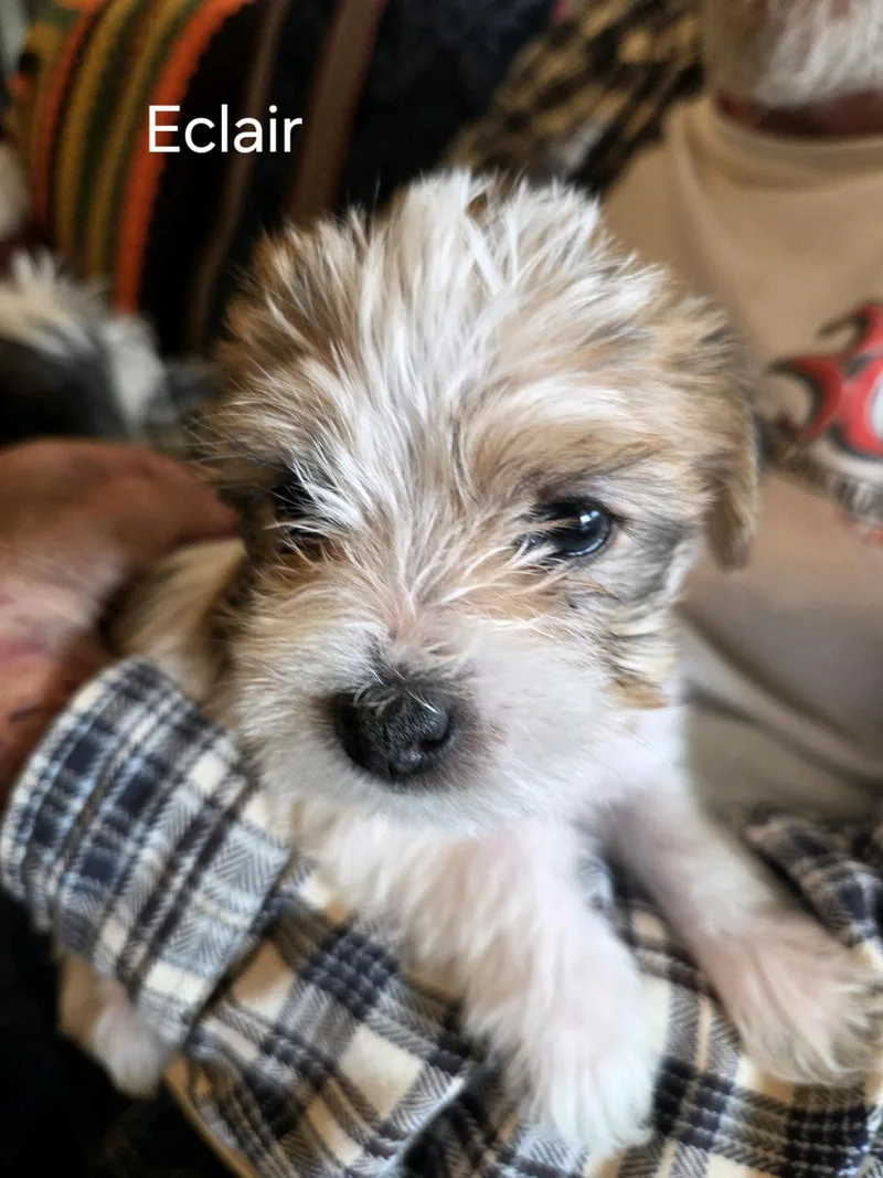 A baby small-sized female Brown / Chocolate Terrier dog named Eclair for adoption in Broken Arrow, OK