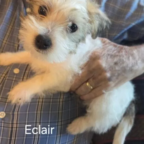 Eclair thumbnail 3