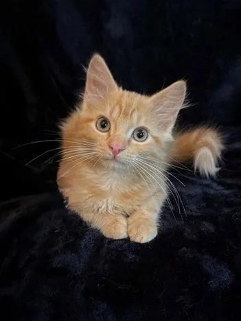 A baby medium-sized male Orange / Red Maine Coon cat named Harrison for adoption in Nashville, TN