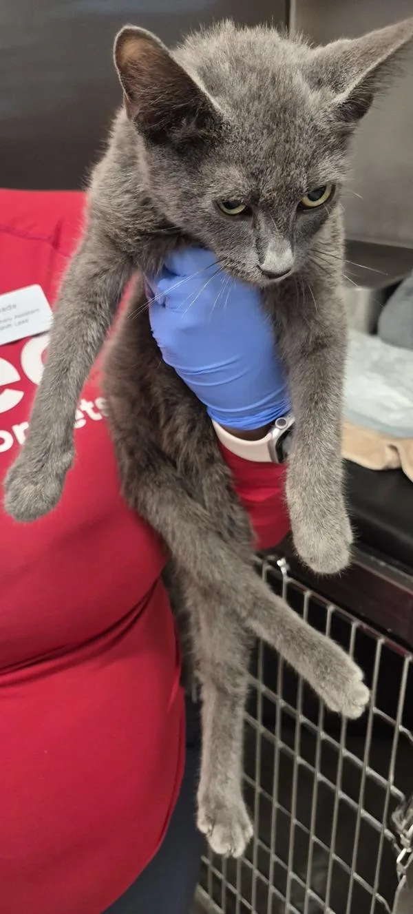 A baby small-sized male Domestic Short Hair cat named Pen Earl Grey for adoption in Lawrenceville, GA