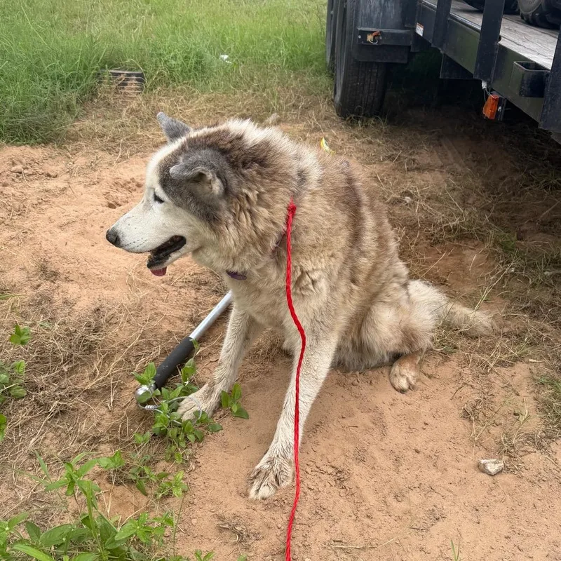 A senior medium-sized female Husky dog named Stella for adoption in Bastrop, TX