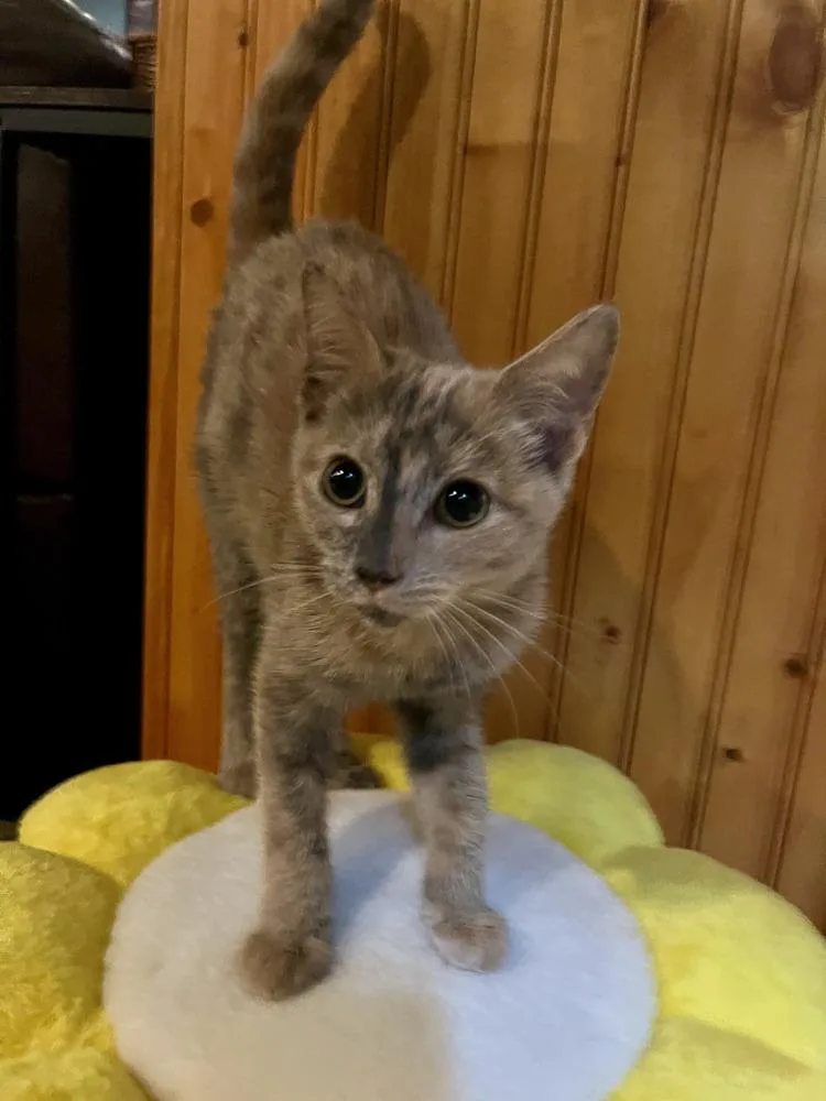 A baby medium-sized female Domestic Short Hair cat named Fresco for adoption in Emerald Isle, NC