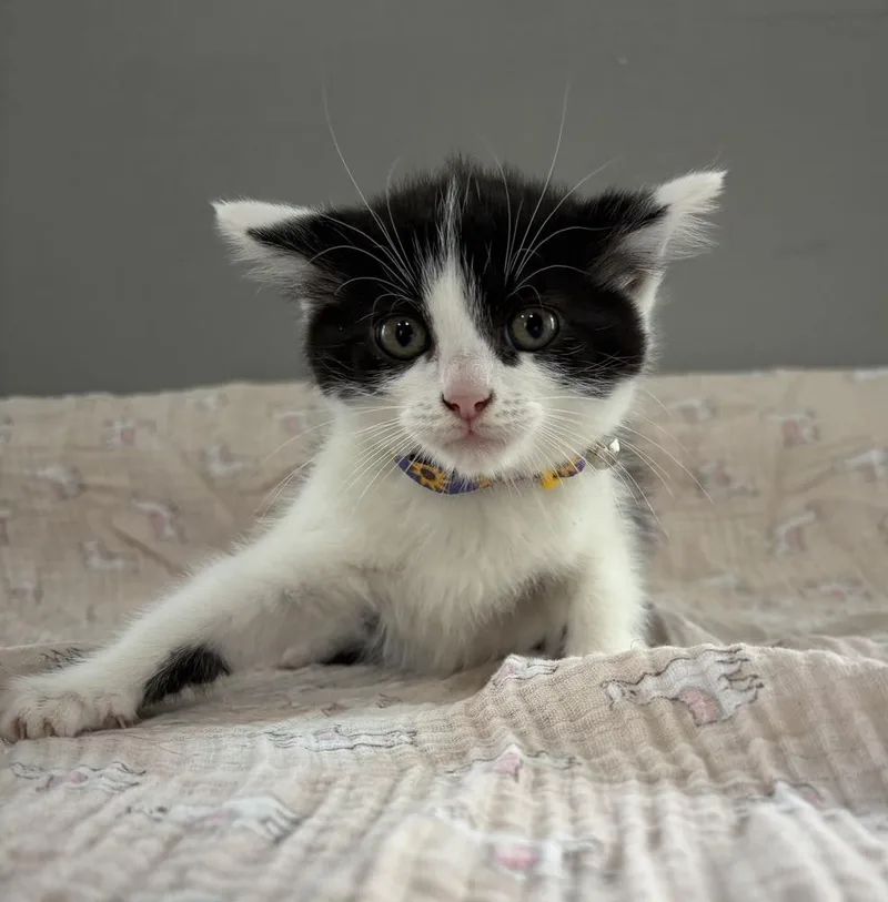 A baby small-sized female Black & White / Tuxedo Domestic Short Hair cat named Swiss for adoption in Dickson, TN
