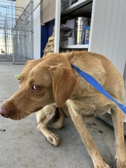 A young medium-sized female Mixed Breed dog named Zoe for adoption in Bakersfield, CA