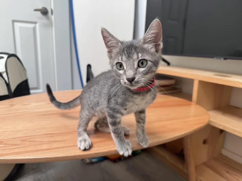 A baby small-sized male Domestic Short Hair cat named Furio for adoption in Honolulu, HI