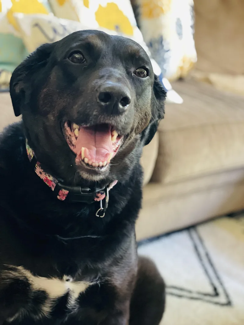Maya