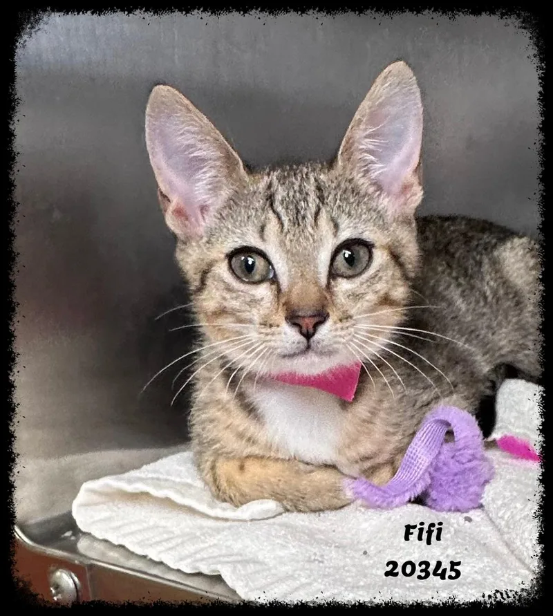 A baby small-sized female Tabby (Buff / Tan / Fawn) Domestic Short Hair cat named FIFI see also OTTO for adoption in Marietta, GA