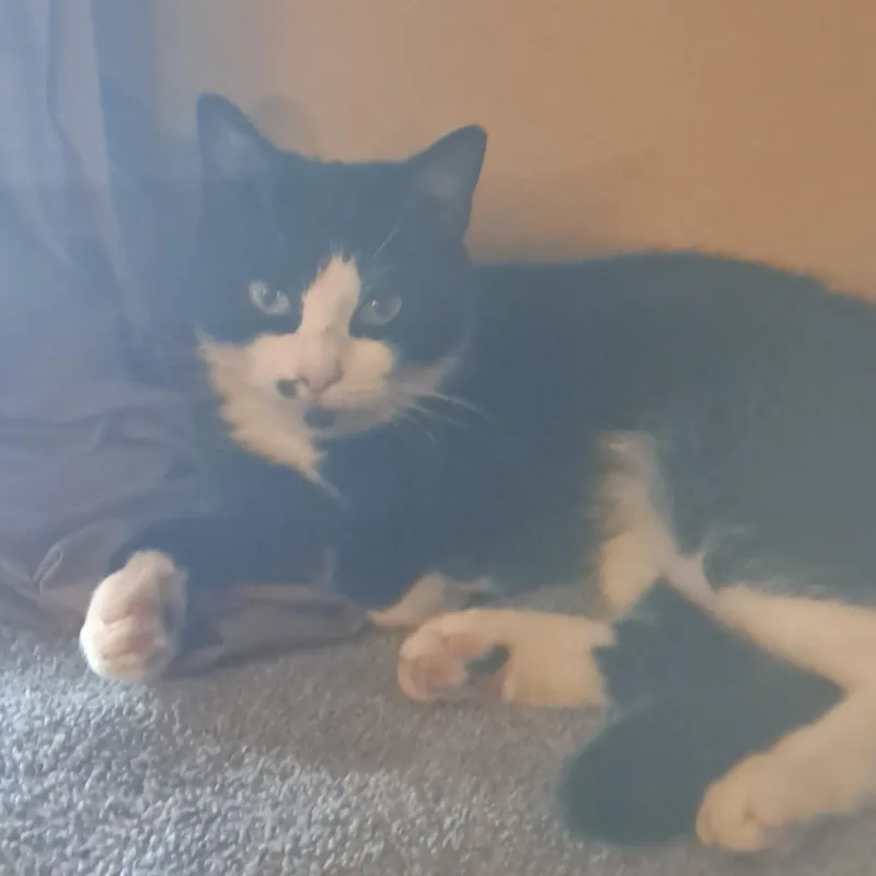 A young medium-sized female Domestic Short Hair cat named Marilyn Coming In for adoption in Clifton, NJ