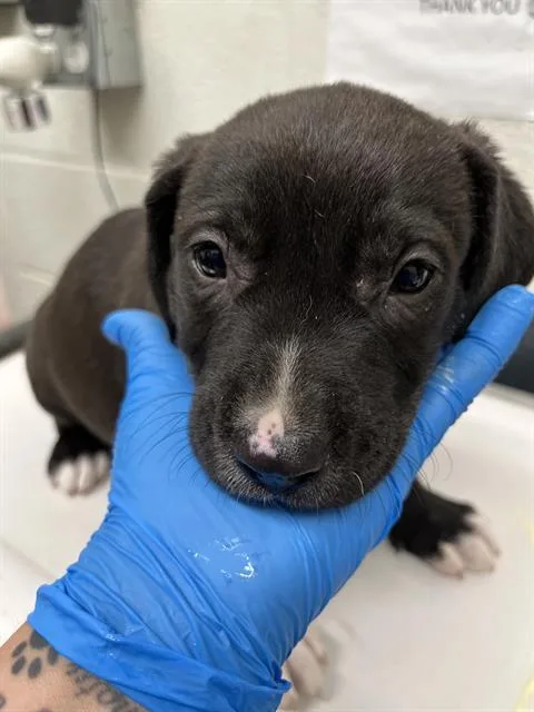 A baby small-sized male Labrador Retriever dog named Garret for adoption in Chula Vista, CA