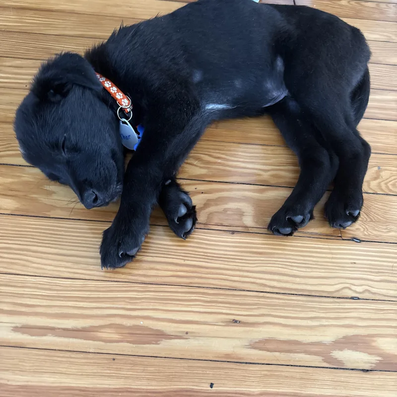 A baby medium-sized male Black Labrador Retriever dog named Thor for adoption in Columbia, MD