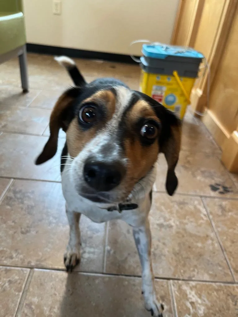 Kirby Dalton Dog
