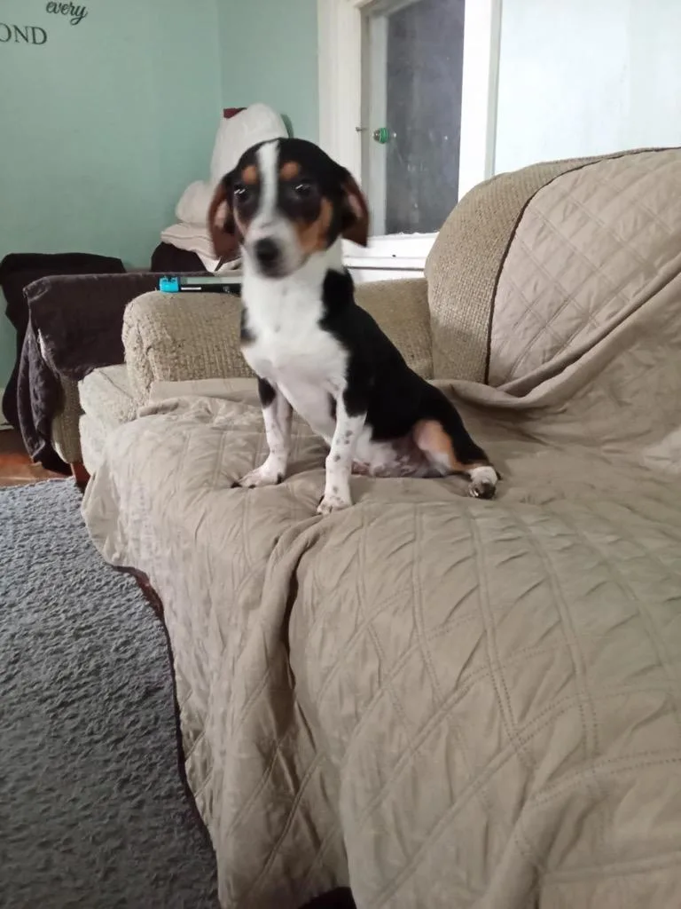 Kirby Dalton Dog thumbnail 2