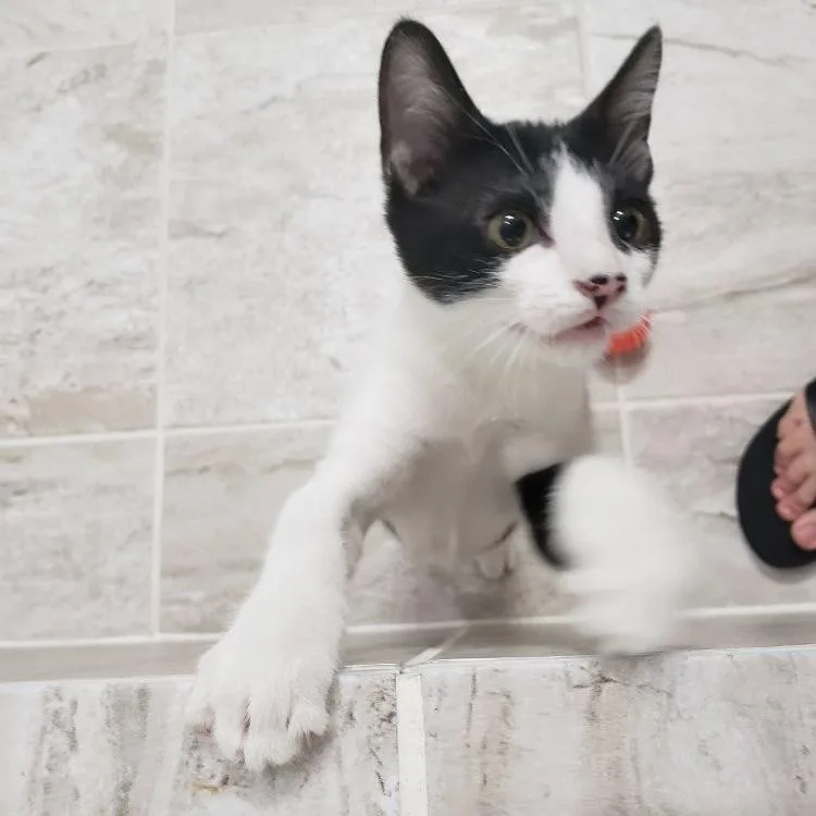 A baby medium-sized male Black & White / Tuxedo American Shorthair cat named Dandelion for adoption in Richardson, TX