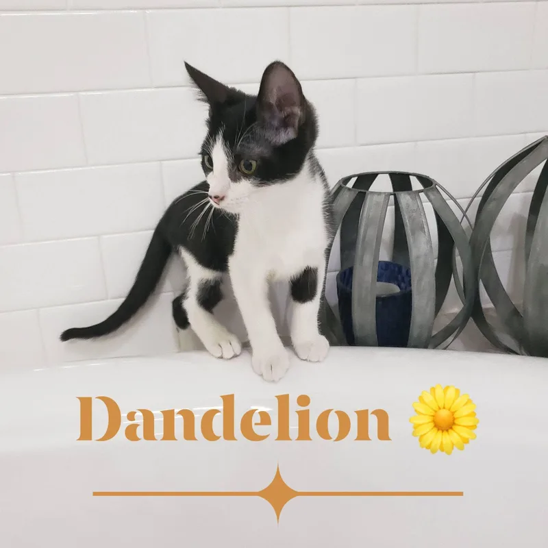 Dandelion thumbnail 2