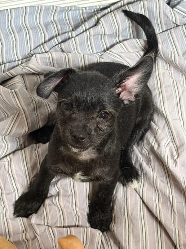 A baby small-sized male Chihuahua dog named Greg for adoption in Hewitt, NJ