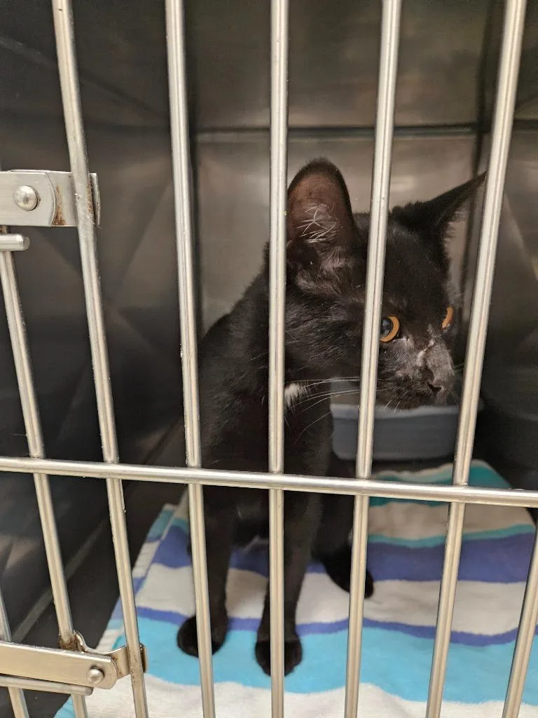 A baby medium-sized female Domestic Short Hair cat named Ammo for adoption in Mocksville, NC
