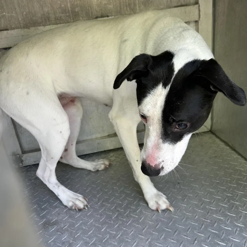 An adult medium-sized female White / Cream Mixed Breed dog named Wallen for adoption in Greensboro, NC