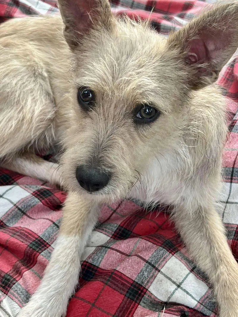 Chai The Cute Scruffy