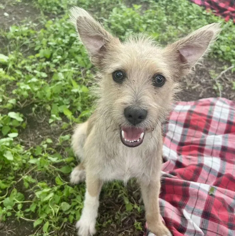 Chai The Cute Scruffy thumbnail 2