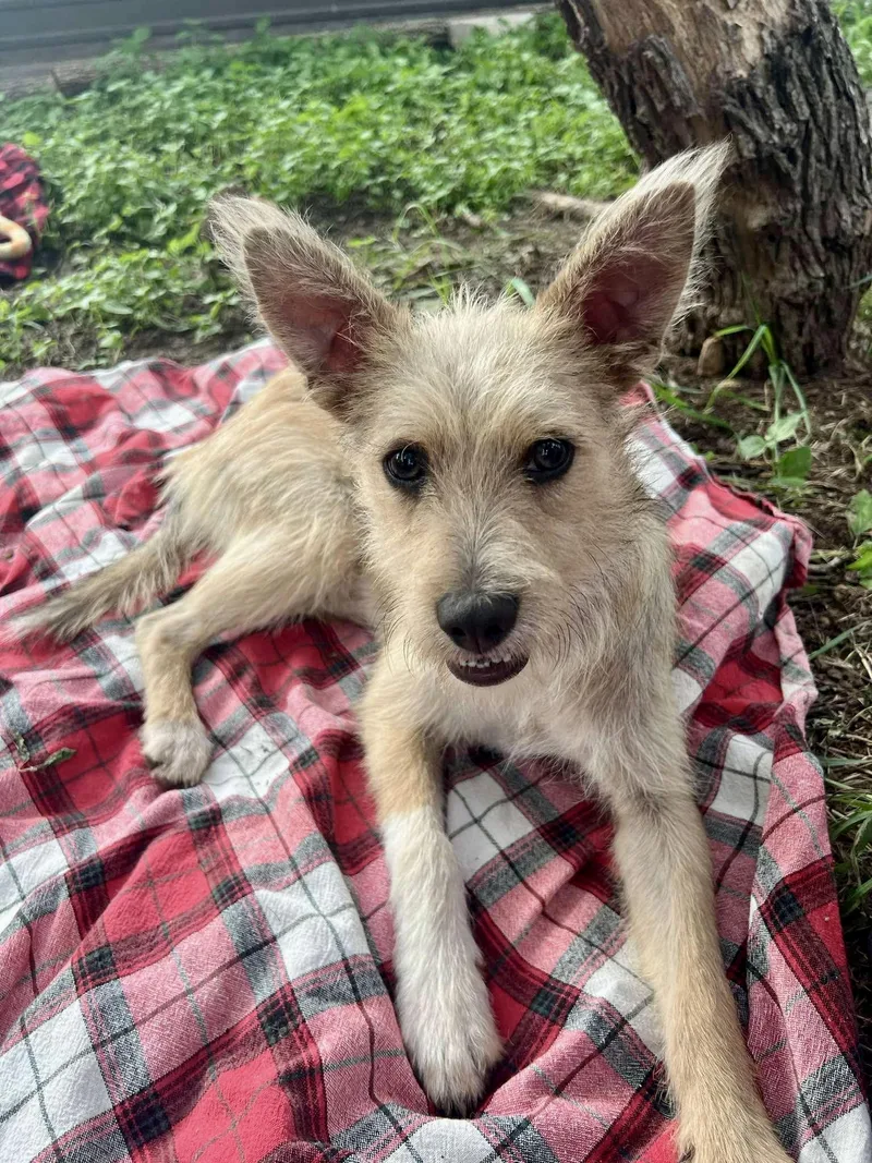Chai The Cute Scruffy thumbnail 3