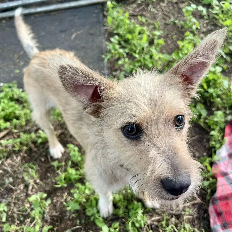 Chai The Cute Scruffy thumbnail 4
