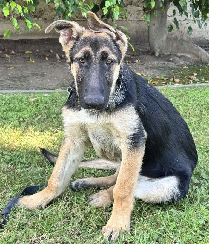 A young large-sized male Bicolor German Shepherd Dog dog named Jasper for adoption in Newport Beach, CA
