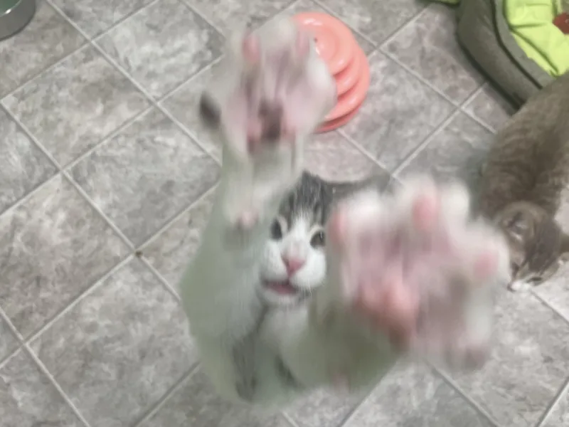 Dahlia thumbnail 3